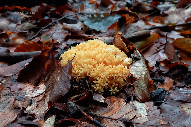 strapačka Ramaria sp.