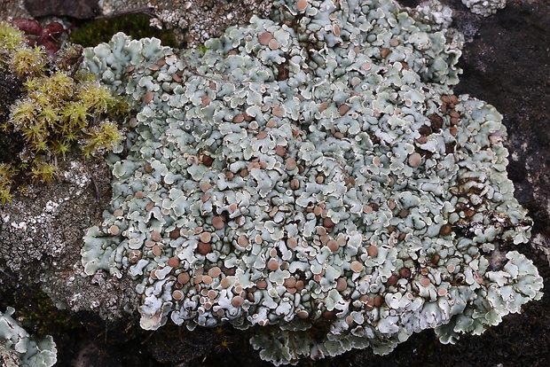 skvamarína chrupkovitá Squamarina cartilaginea var. cartilaginea (With.) P. James