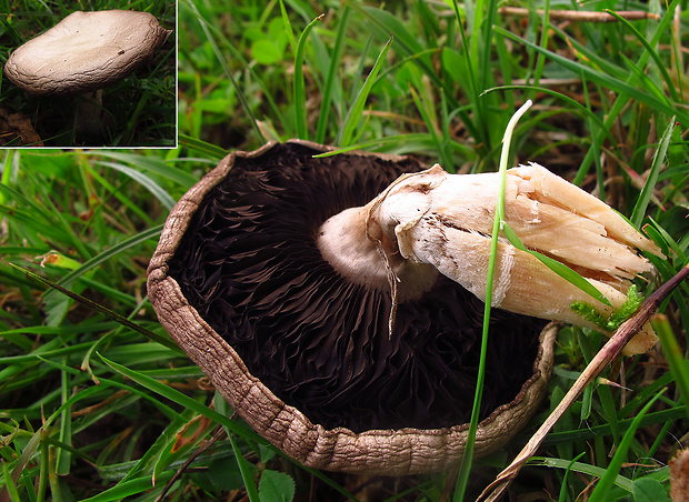 pečiarka Agaricus sp.