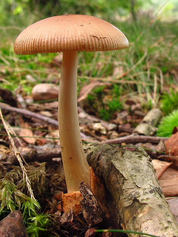 muchotrávka plavohnedá Amanita fulva Fr.