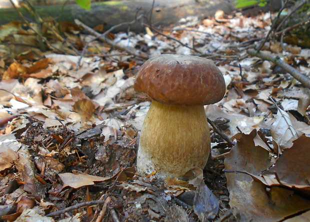 hríb dubový Boletus reticulatus Schaeff.