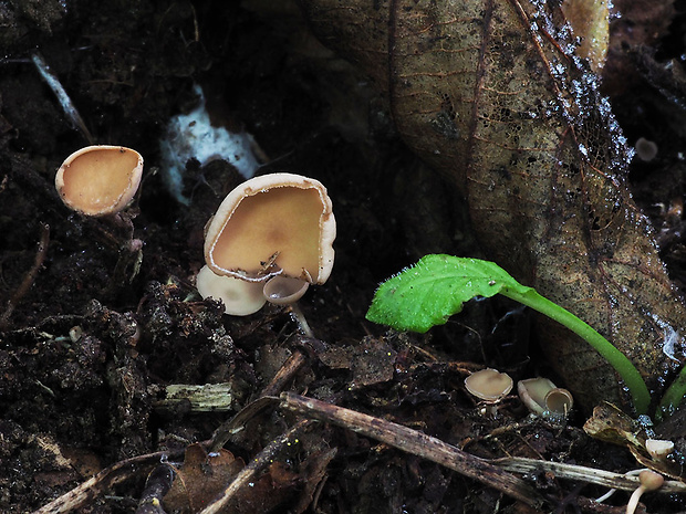 jahňadka Ciboria sp.