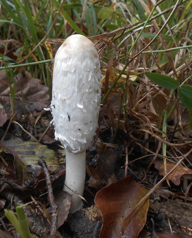 hnojník obyčajný Coprinus comatus (O.F. Müll.) Pers.