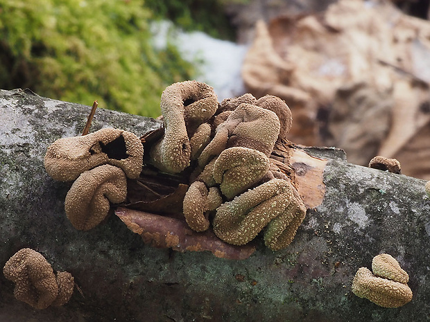 dutinovka otrubnatá Encoelia furfuracea (Roth) P. Karst.