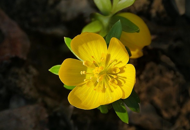 tavolín zimný Eranthis hyemalis (L.) Salisb.