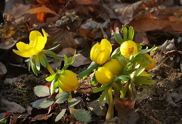 tavolín zimný Eranthis hyemalis (L.) Salisb.