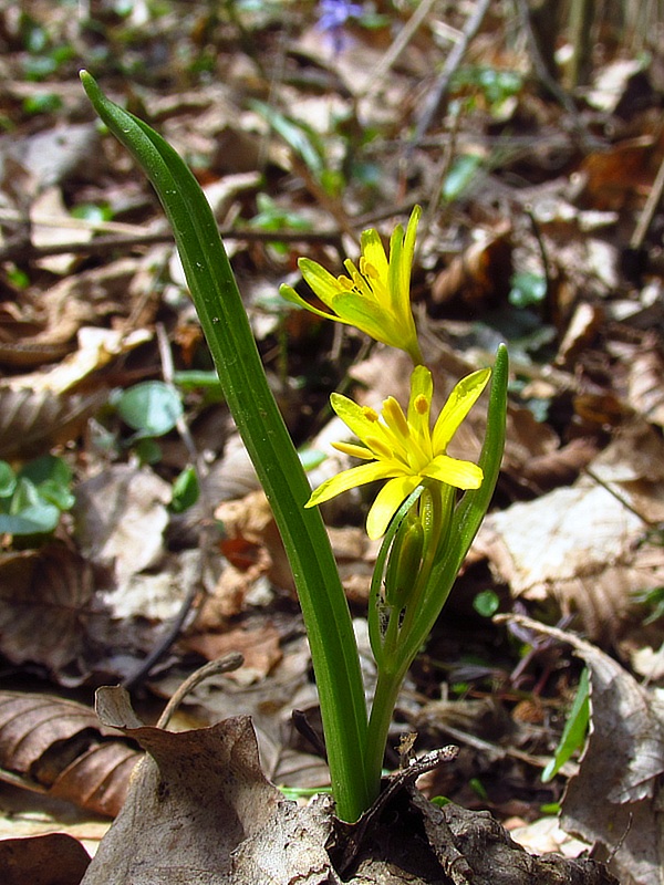 krivec Gagea sp.