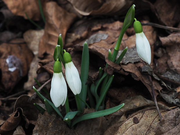 snežienka jarná Galanthus nivalis L.