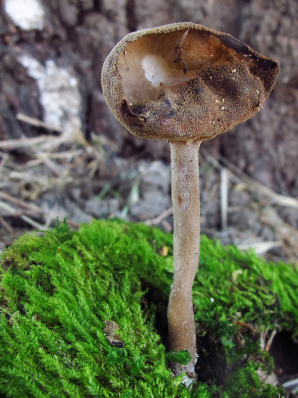 chriapač Helvella cf. fibrosa (Wallr.) Korf