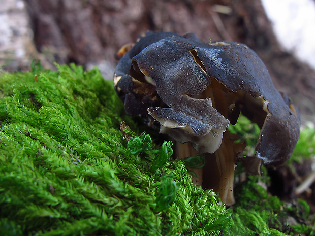 chriapač jamkatý Helvella lacunosa Afzel.