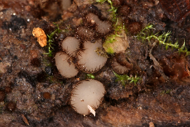 Lasiobolidium boudieri (Grelet) Van Vooren & Valade