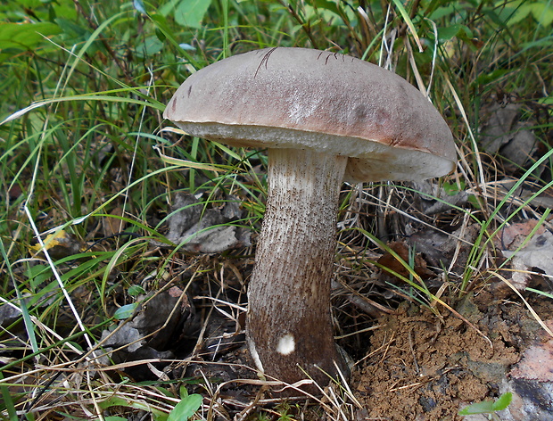 kozák topoľový Leccinum duriusculum (Schulzer ex Kalchbr.) Singer