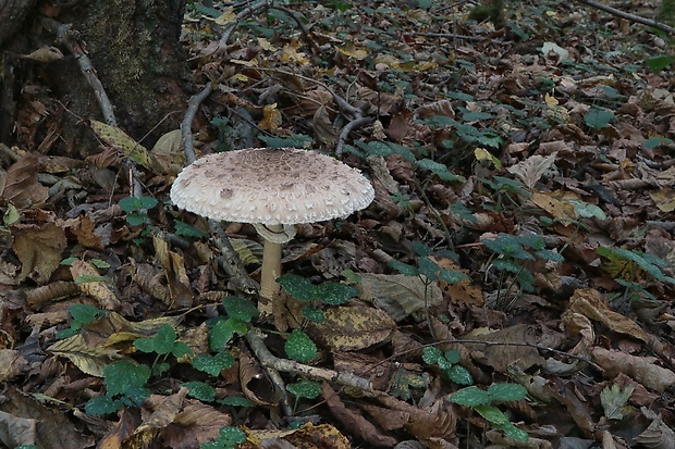 bedľa vysoká Macrolepiota procera (Scop.) Singer