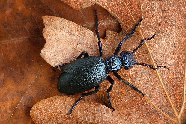 májka obyčajná (sk) / majka obecná (cz) Meloe proscarabaeus  (Linnaeus, 1758)