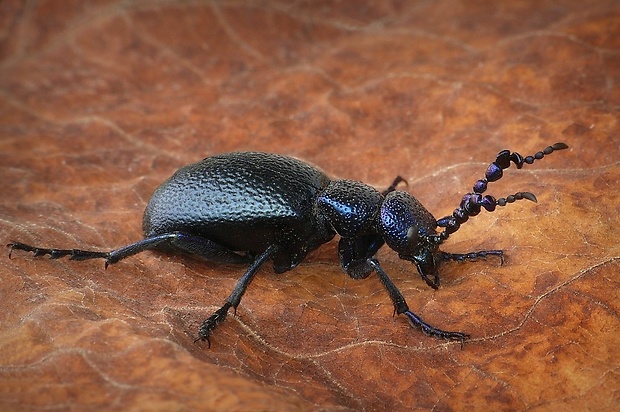 májka obyčajná (sk) / majka obecná (cz) Meloe proscarabaeus (Linnaeus, 1758)