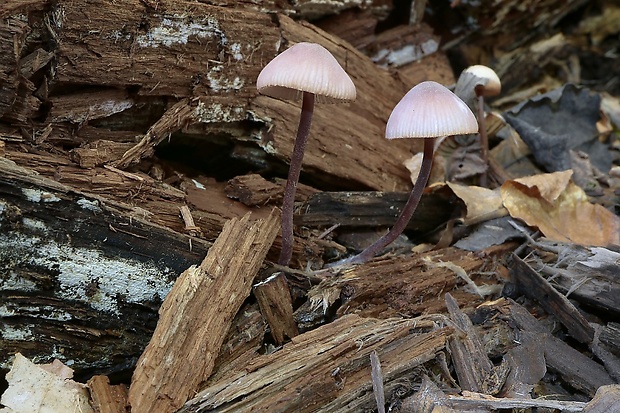 prilbička Mycena sp.