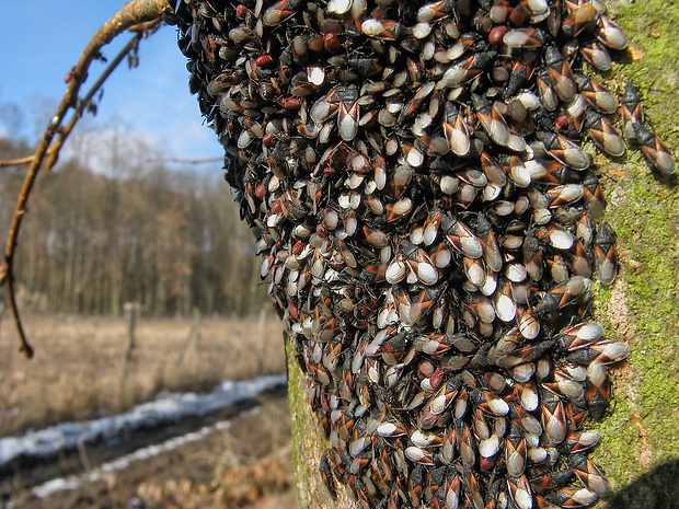 ploštička lipová Oxycarenus lavaterae