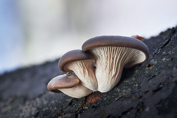 hliva ustricovitá Pleurotus ostreatus (Jacq.) P. Kumm.