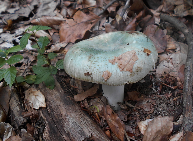 plávka zelenkastá Russula virescens (Schaeff.) Fr.