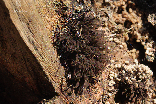 pazderka Stemonitis sp.