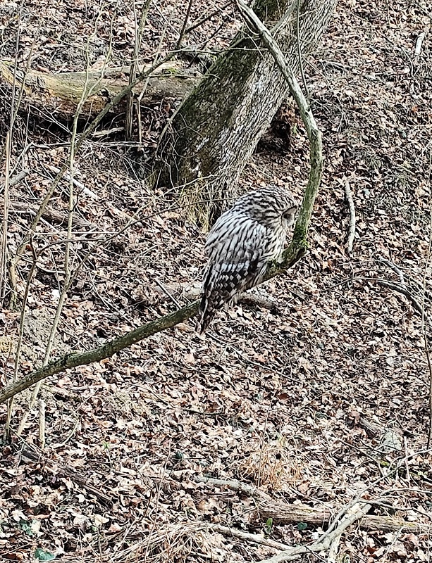 sova dlhochvostá   Strix uralensis