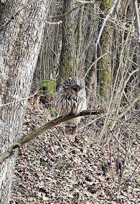 sova dlhochvostá   Strix uralensis