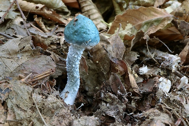 golierovka zelenomodrá Stropharia caerulea Kreisel