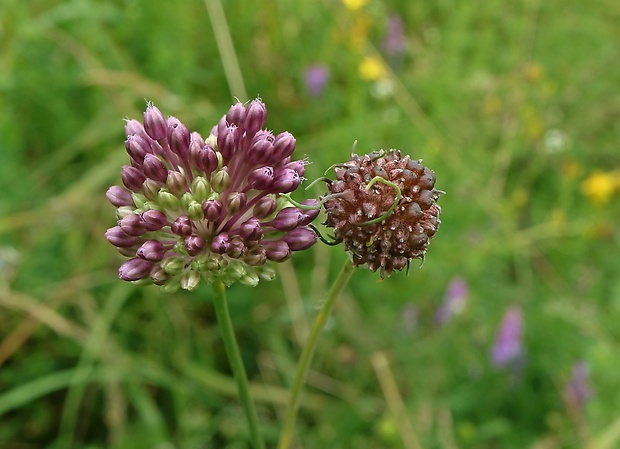 cesnak poľný Allium vineale L.