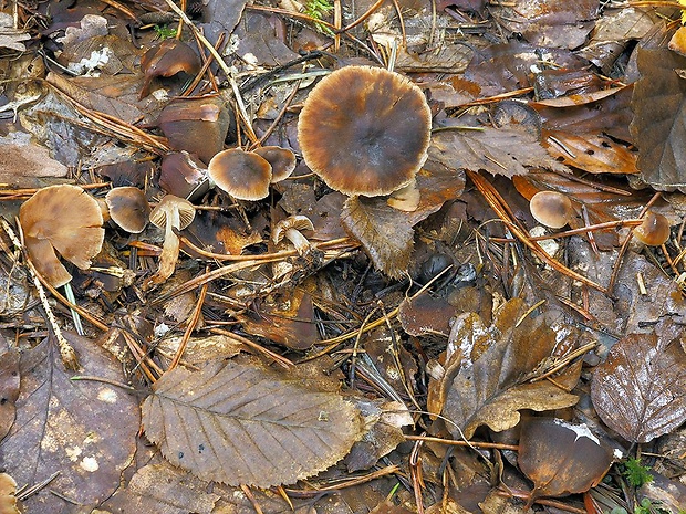 pavučinovec ryšavobázový Cortinarius rufobasalis Fillion & Moënne-Loccoz, ad int.