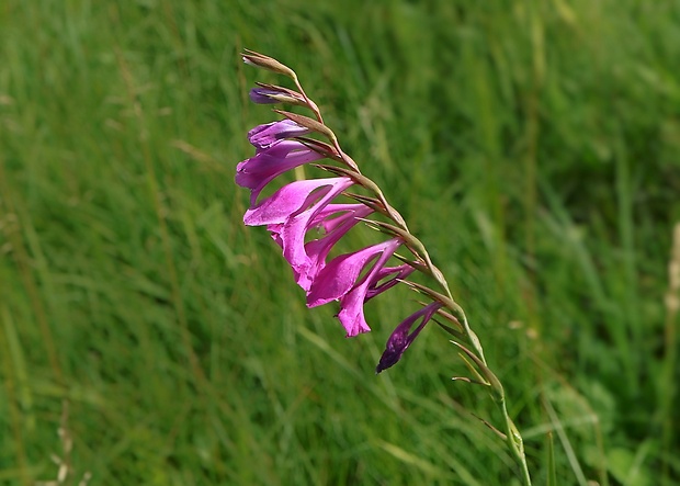 mečík škridlicovitý Gladiolus imbricatus L.