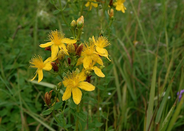 ľubovník bodkovaný Hypericum perforatum L.