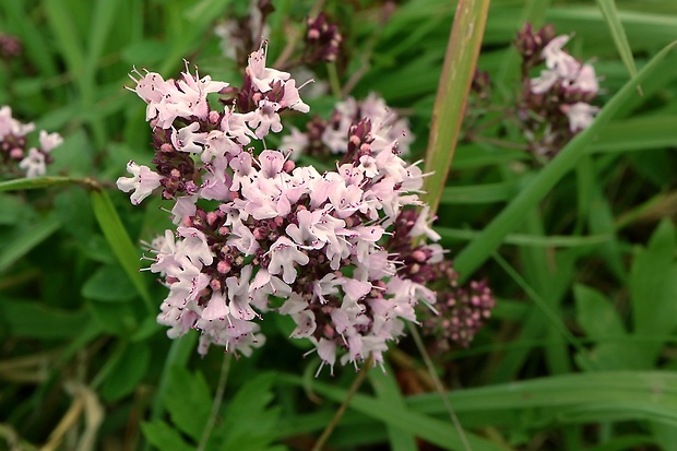 pamajorán obyčajný Origanum vulgare L.