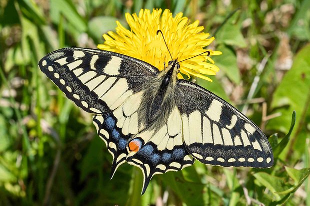 vidlochvost feniklový Papilio machaon