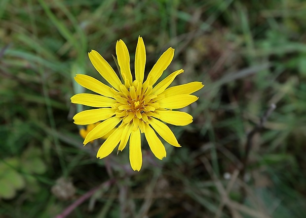 kozobrada lúčna Tragopogon pratensis L.