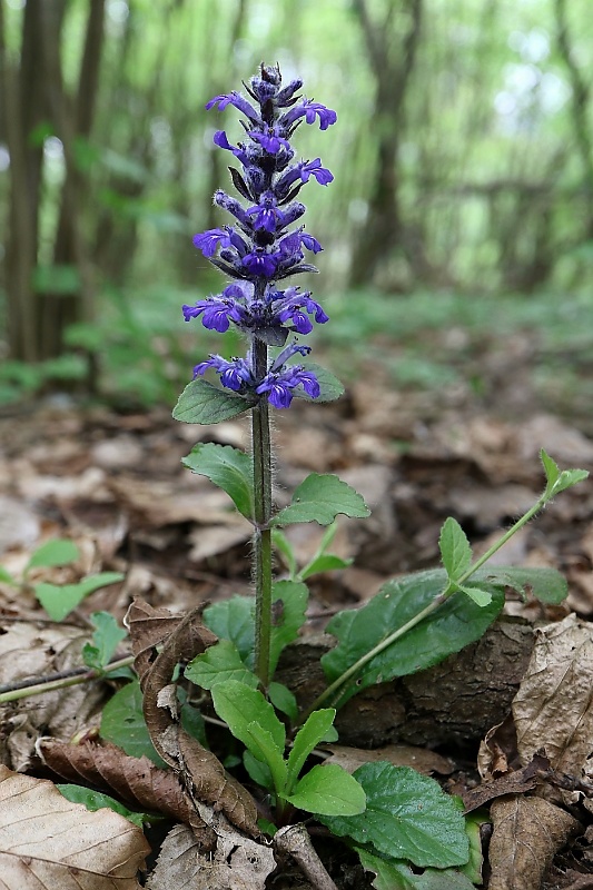 zbehovec plazivý Ajuga reptans L.