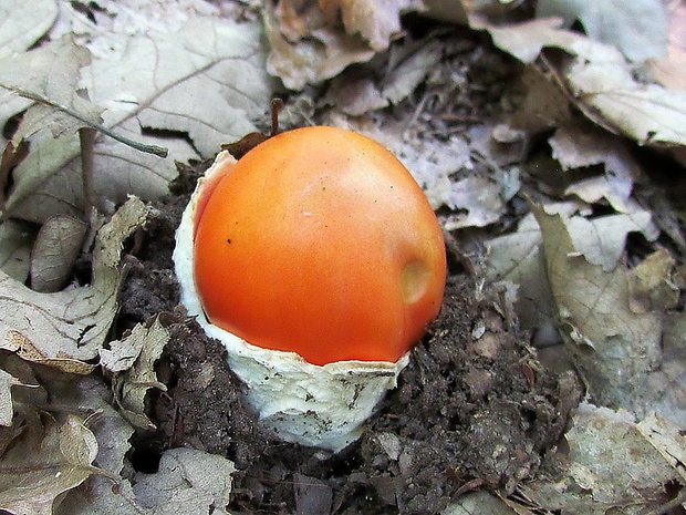 muchotrávka cisárska Amanita caesarea (Scop.) Pers.