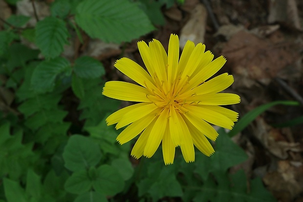 razivka smradľavá Aposeris foetida (L.) Less.