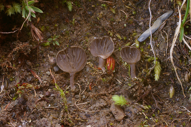 rebrovička obyčajná Arrhenia auriscalpium (Fr.) Fr.