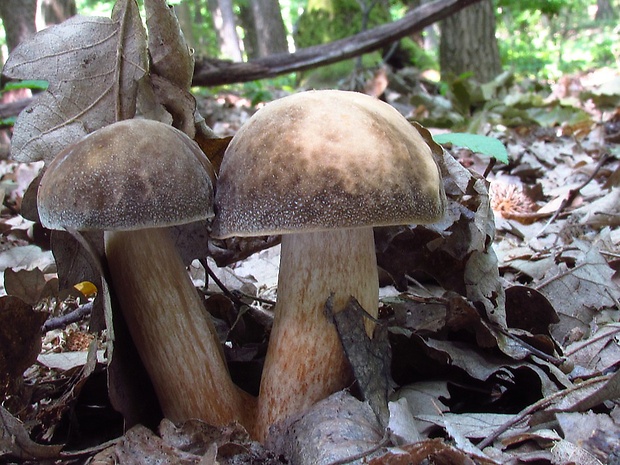 hríb bronzový Boletus aereus Bull. ex Fr.