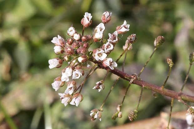 kapsička pastierska Capsella bursa-pastoris (L.) Medik.