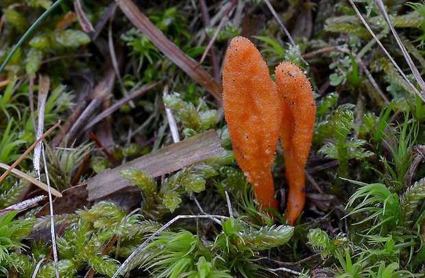 žezlovka hmyzová Cordyceps militaris (Fr.) Link