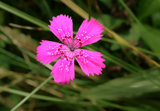 klinček slzičkový Dianthus deltoides L.