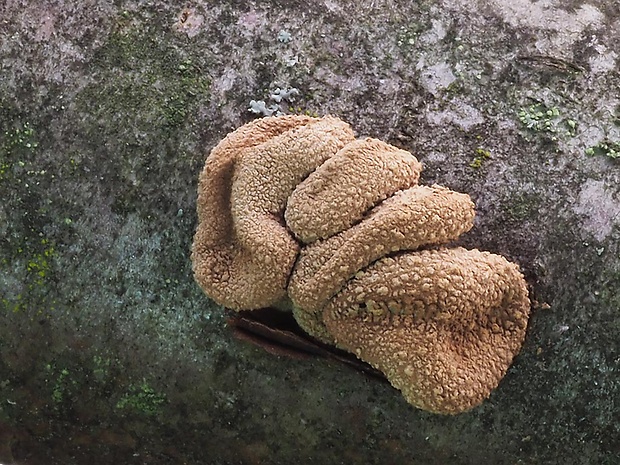 dutinovka otrubnatá Encoelia furfuracea (Roth) P. Karst.