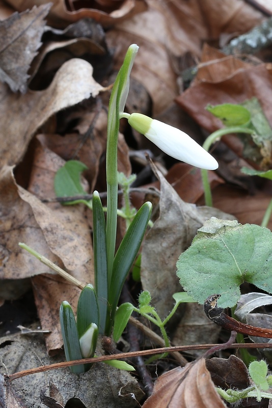 snežienka jarná Galanthus nivalis L.