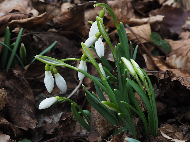 snežienka jarná Galanthus nivalis L.