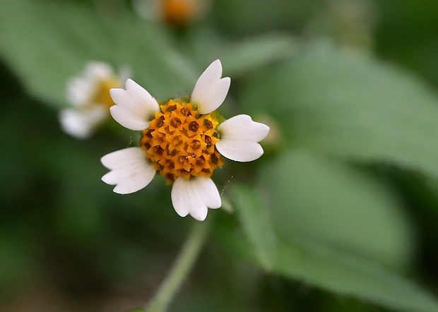 žltnica pŕhľavolistá Galinsoga urticifolia (Humb., Bonpl. et Kunth) Benth.