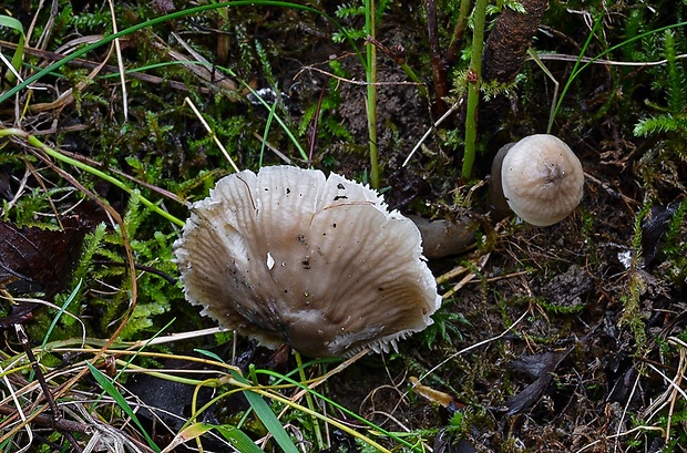 lúčnica klzká Gliophorus irrigatus (Pers.) A.M. Ainsw. & P.M. Kirk