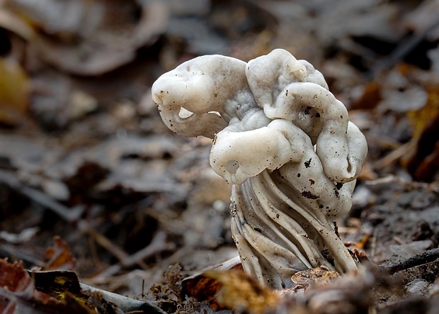 chriapač kučeravý Helvella crispa (Scop.) Fr.