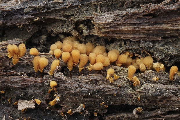 vlasovníčka kyjačikovitá Hemitrichia clavata (Pers.) Rostaf.