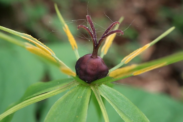 vranovec štvorlistý Paris quadrifolia L.